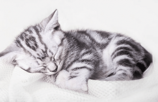 Adoption chaton : 3 bonnes raisons d&rsquo;envoyer un faire-part